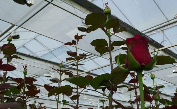 Lansbergen Roses, Moerkapelle (NL)