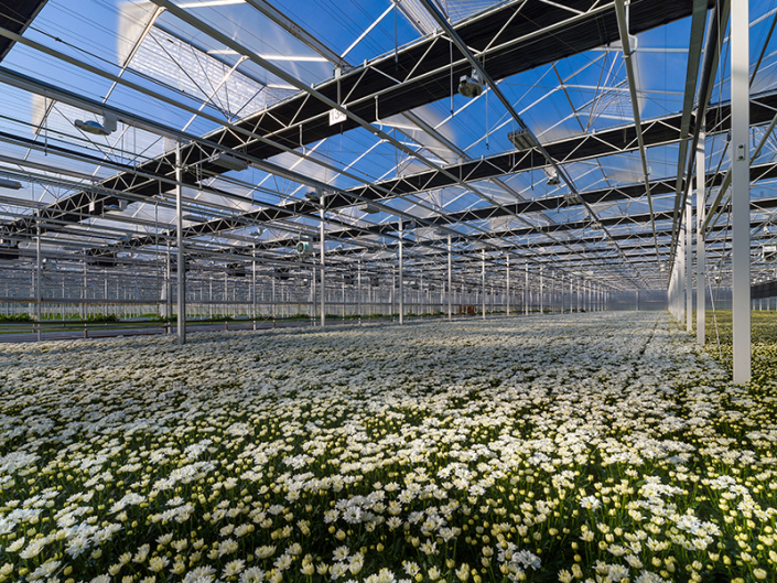 Linflowers, Nieuwaal (NL)