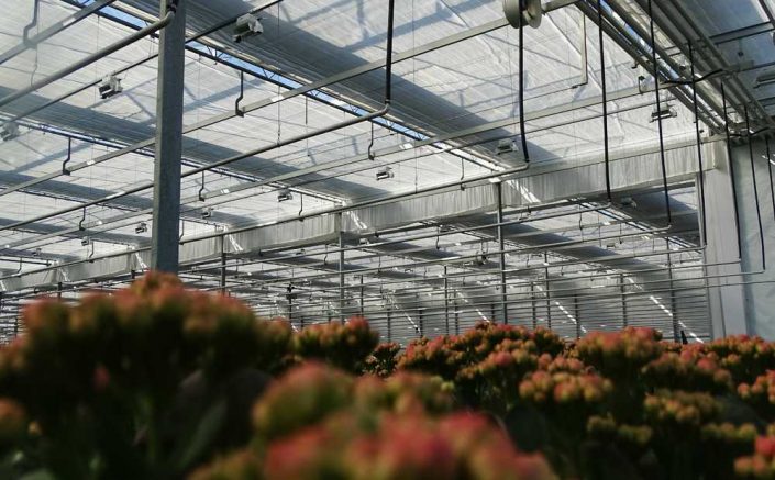Solis Plant, ’s-Gravenzande (NL)