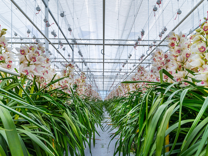 Seven Orchids, Bleiswijk (NL)
