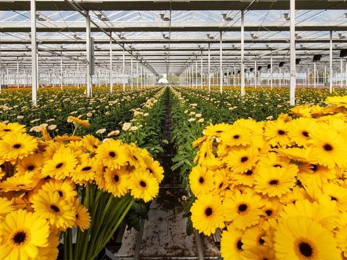 Topline Gerbera, Tuil (NL)